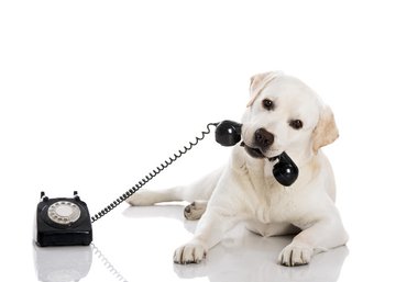 Call Us Today To Schedule Your Next Pet Sitting Service